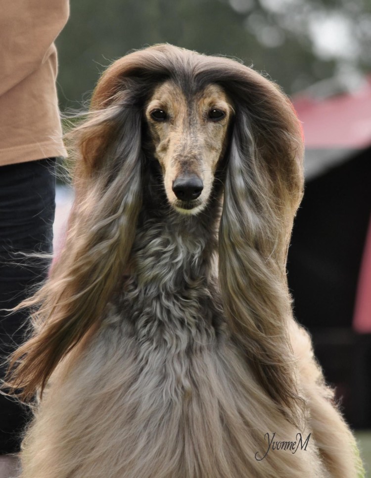 Афганская овчарка