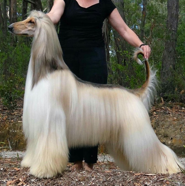 Афганская борзая стрижка