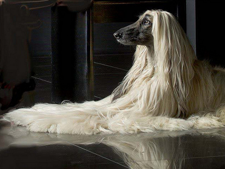 Афганская овчарка