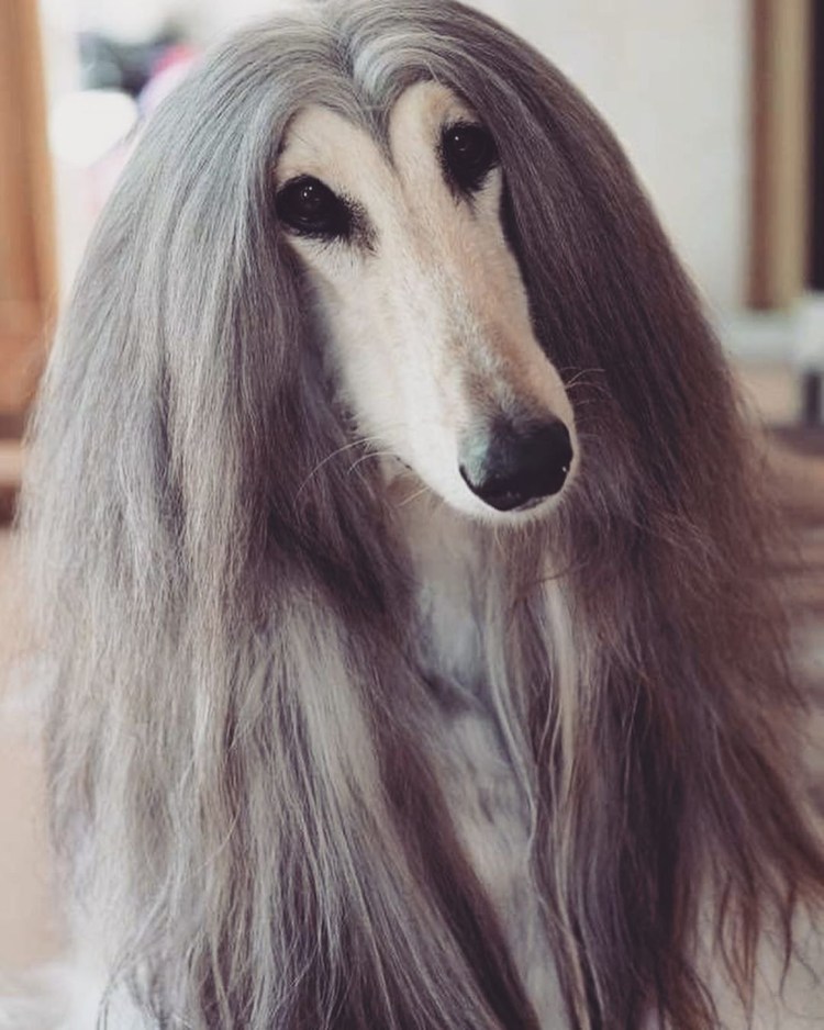 Афганская борзая нерасчесанная