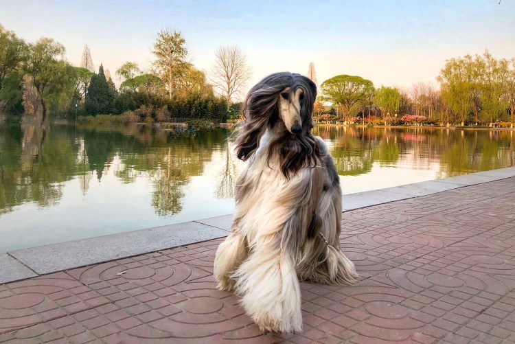 Афганская борзая Нирвана Баттл