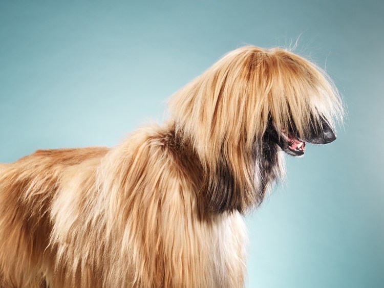 Афганская борзая щенок