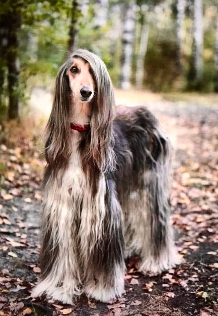 Афганская борзая и салюки