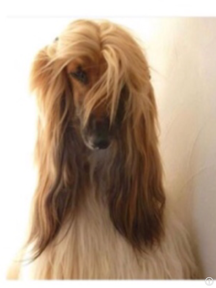 Афганская борзая хвост