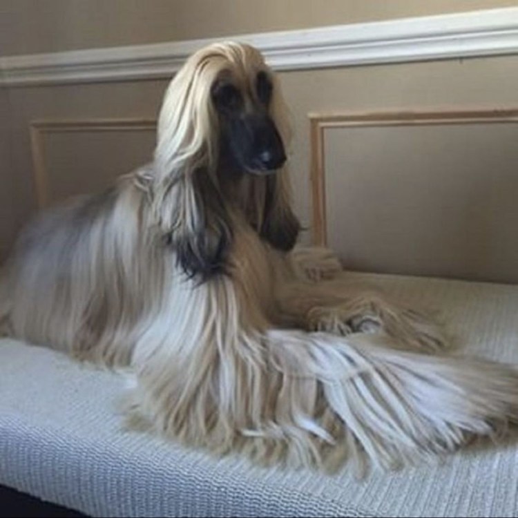 Афганская борзая и салюки