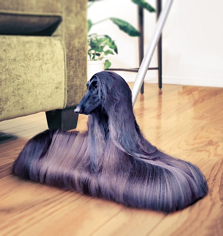 Грумминг афганской борзой