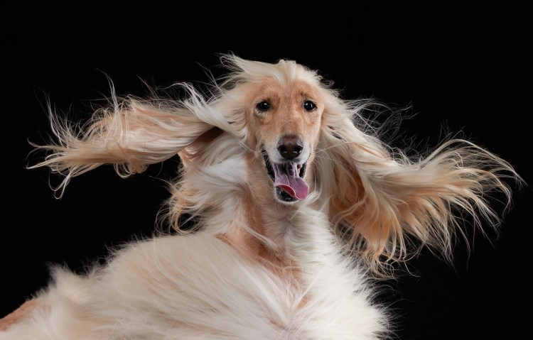 Афганская борзая с хозяином