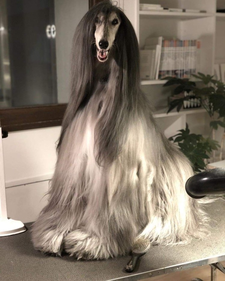 Длинные волосы у животных