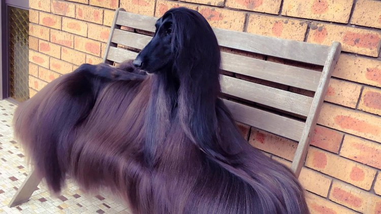 Груминг афганской борзой