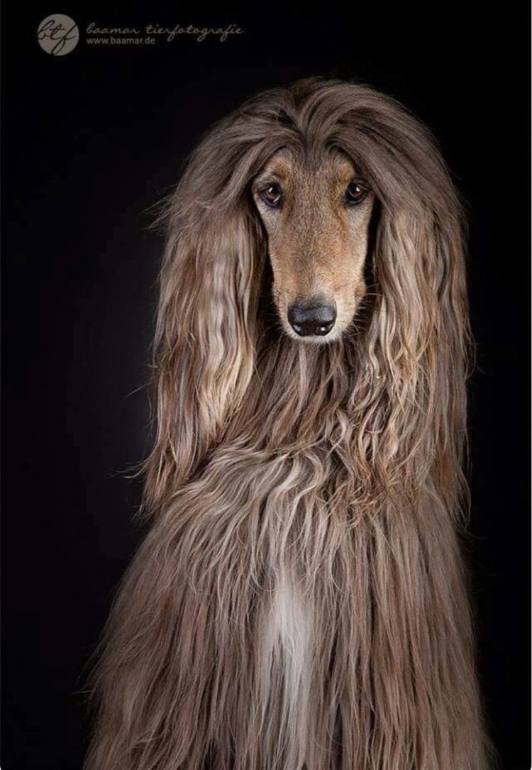 Афганская борзая короткошерстная