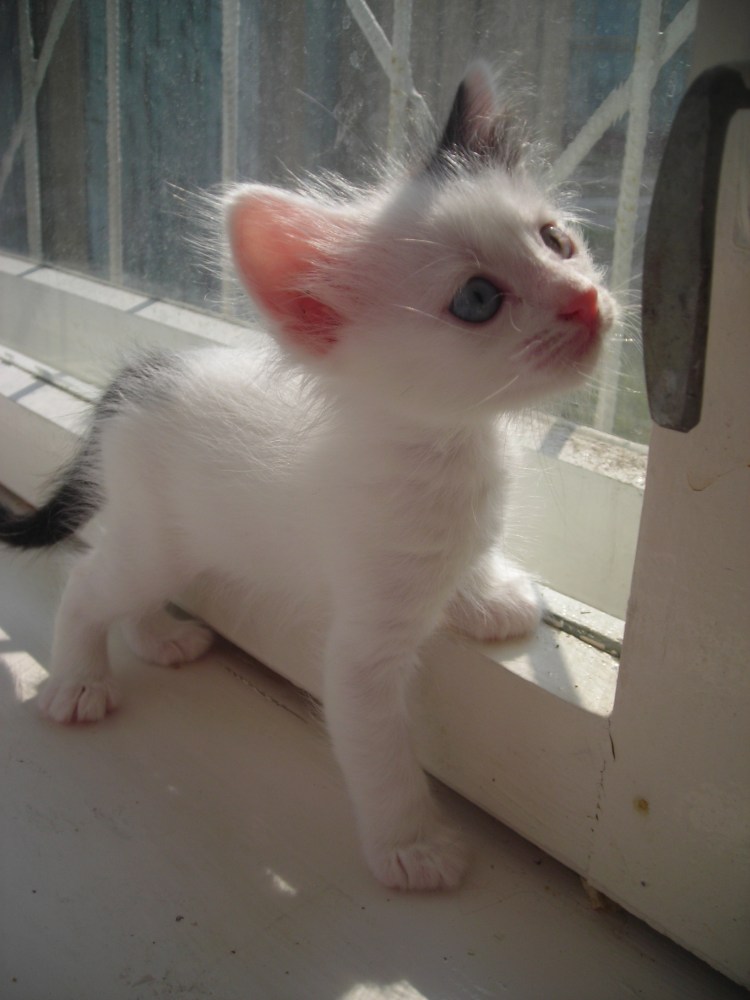 Котёнок белый с черными ушками