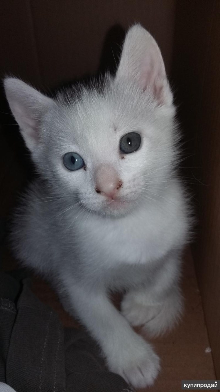 Белый кот в профиль