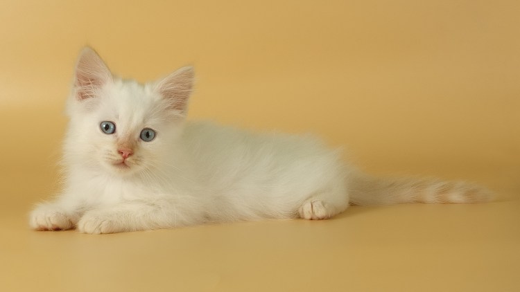 Белая кошка с черными глазами