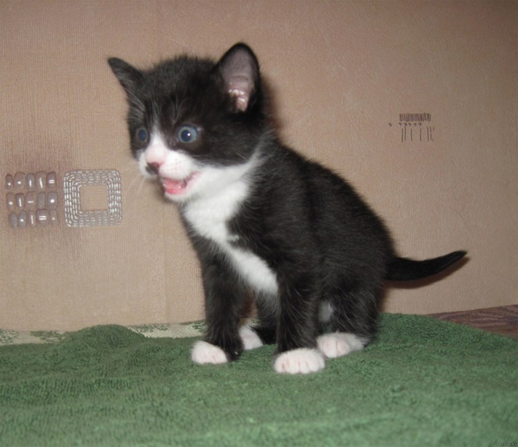 Кот белый с рыжими пятнами и хвостом