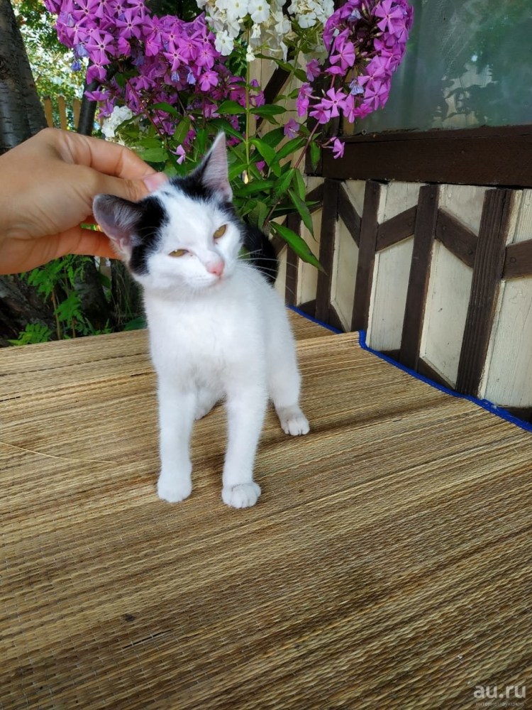 Голубоглазый тайский Рэд-Пойнт кот