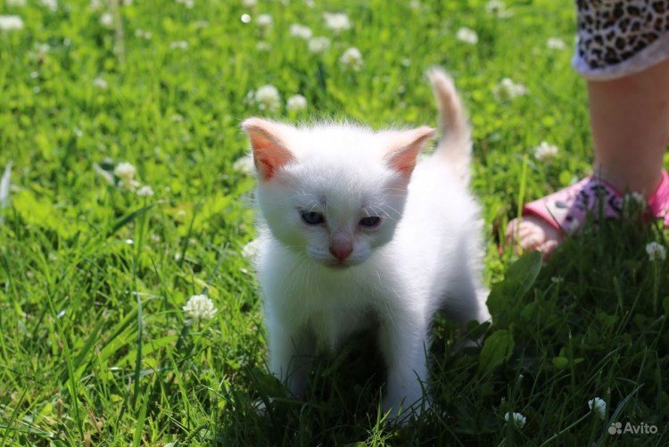 Котенок белый с темными ушами