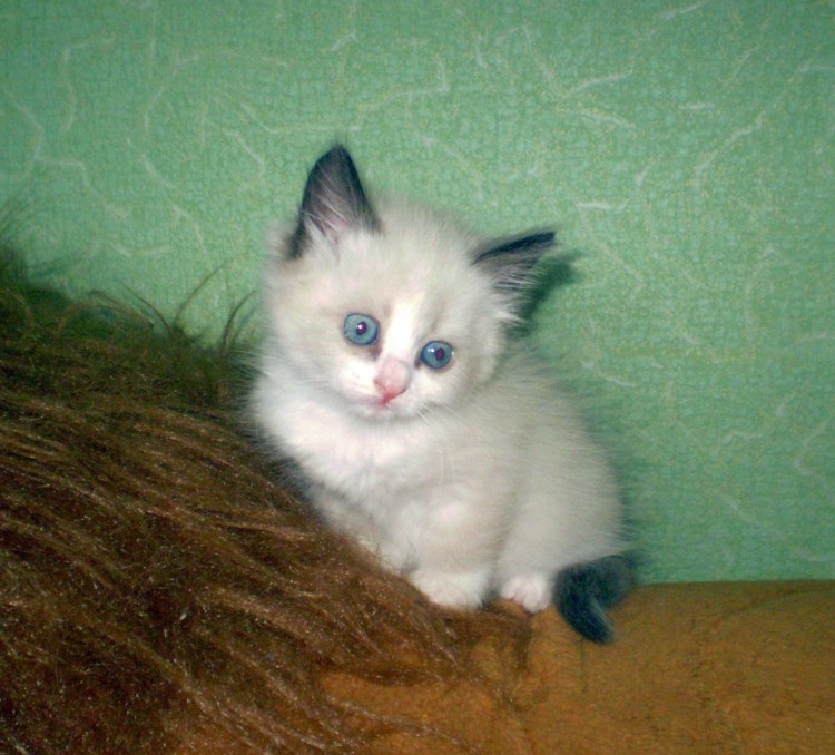 Белые котята мальчики