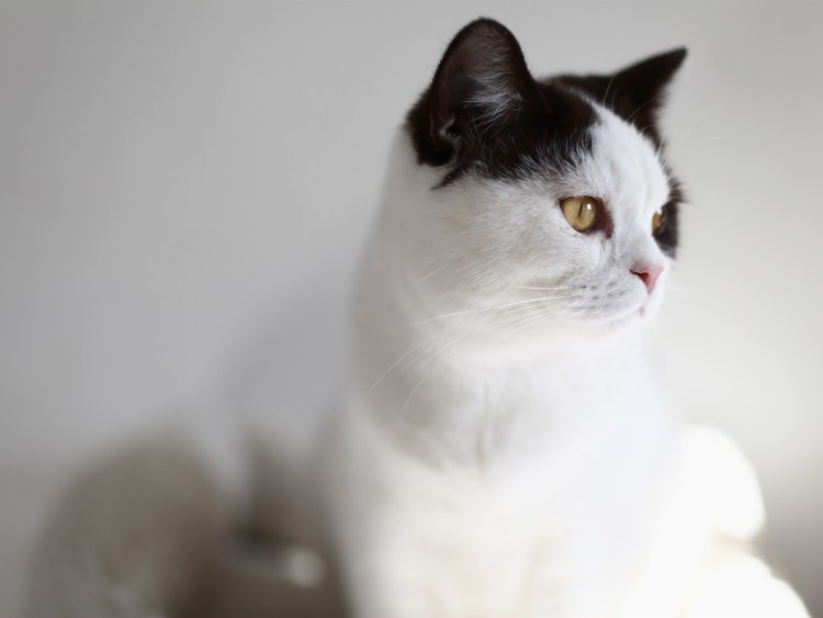 Ориентал кошка белая с голубыми глазами