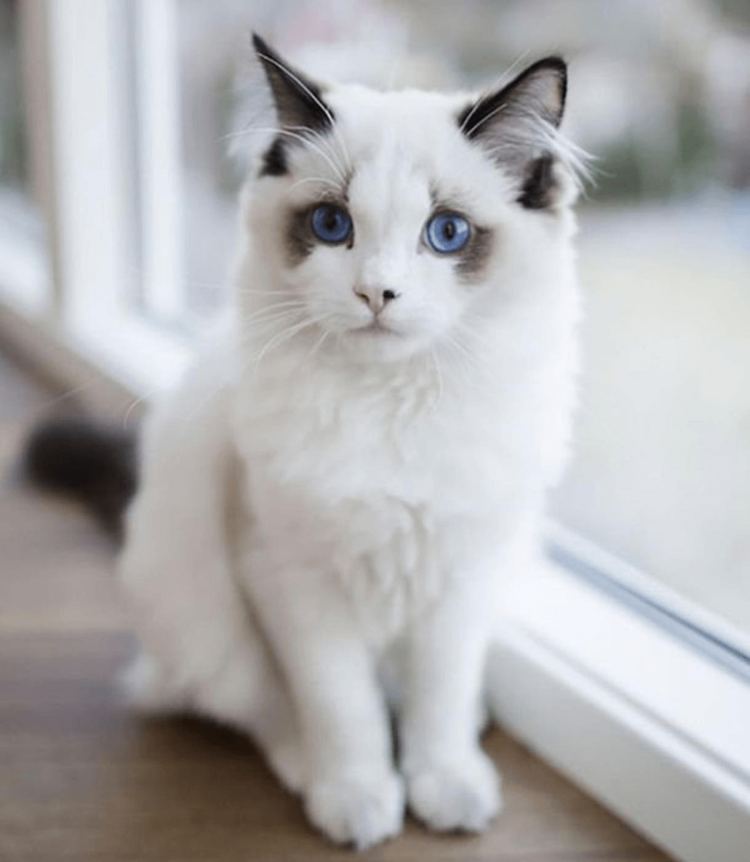 Белый разноглазый котенок