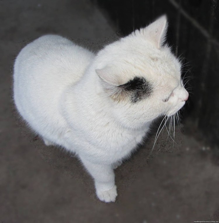 Турецкая ангора кошка