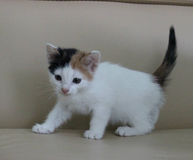 Белый котенок с черными пятнами