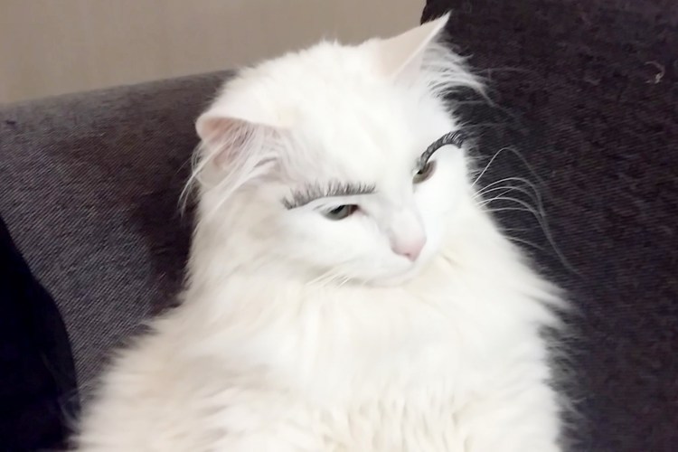 Белая кошка с черными ушами и хвостом