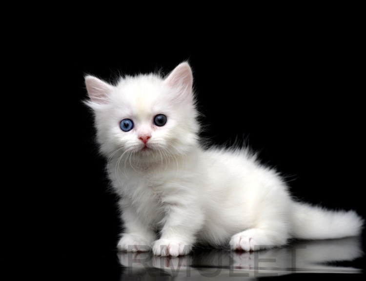 Курильский бобтейл белый