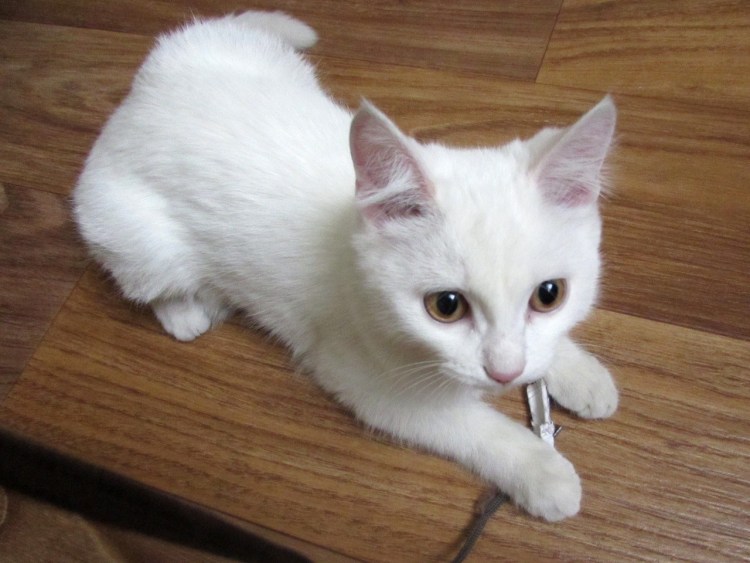 Котенок белый с пятнышками