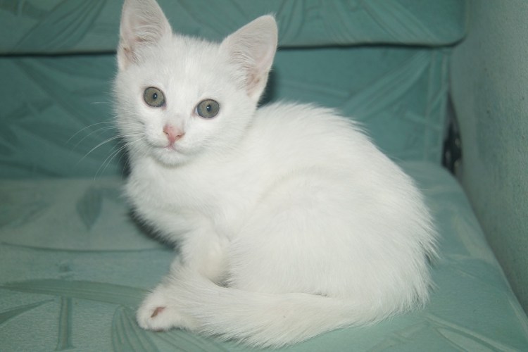Котенок белый малышка