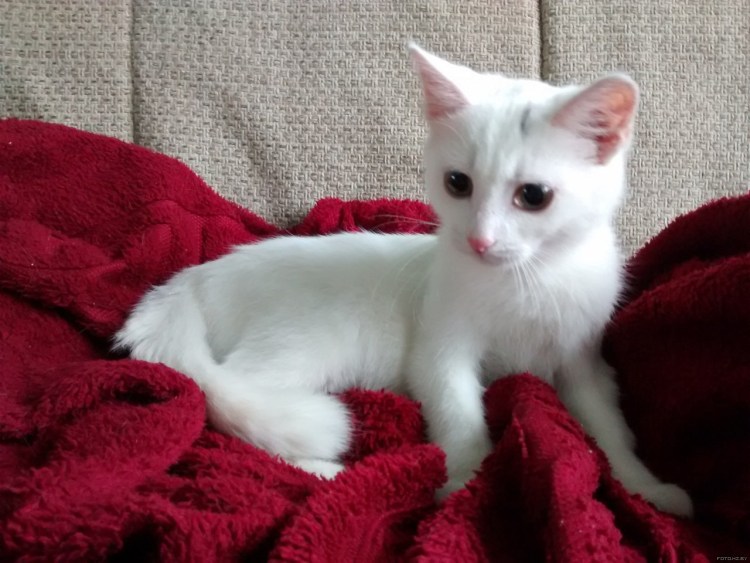 Котероп с розовым носом