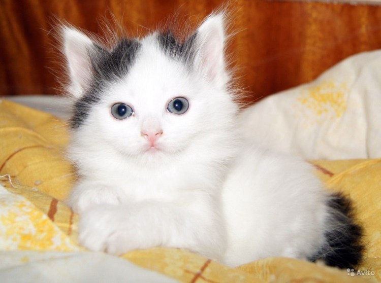 Белый котенок домашний