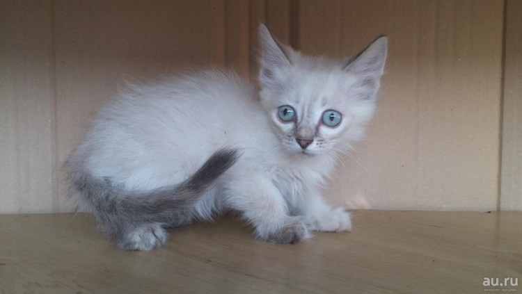 Белый кот с черным пятном на голове