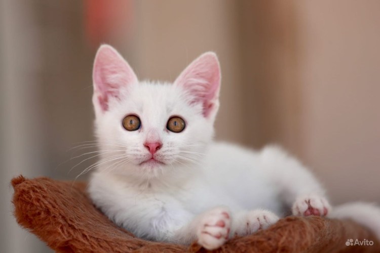 Белая кошка с рыжими ушами