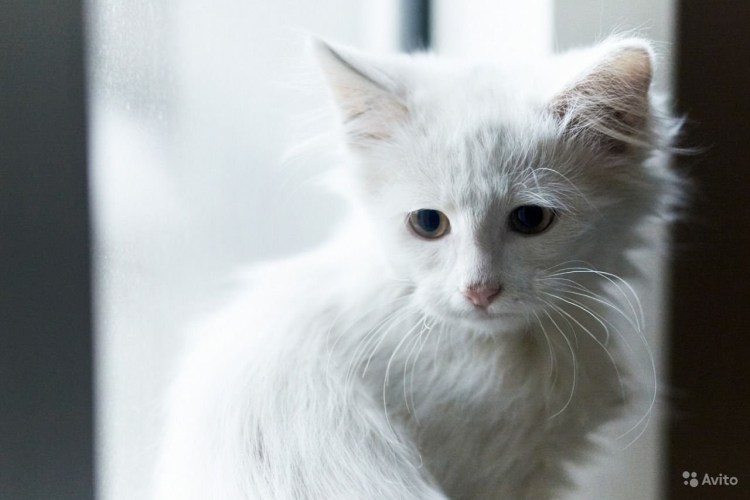 Черный кот с белыми ушками