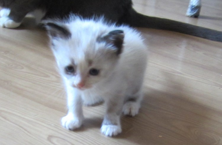 Котёнок белый с черными ушками