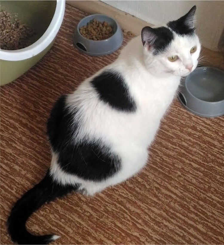 Турецкий ангорский кот черно белый