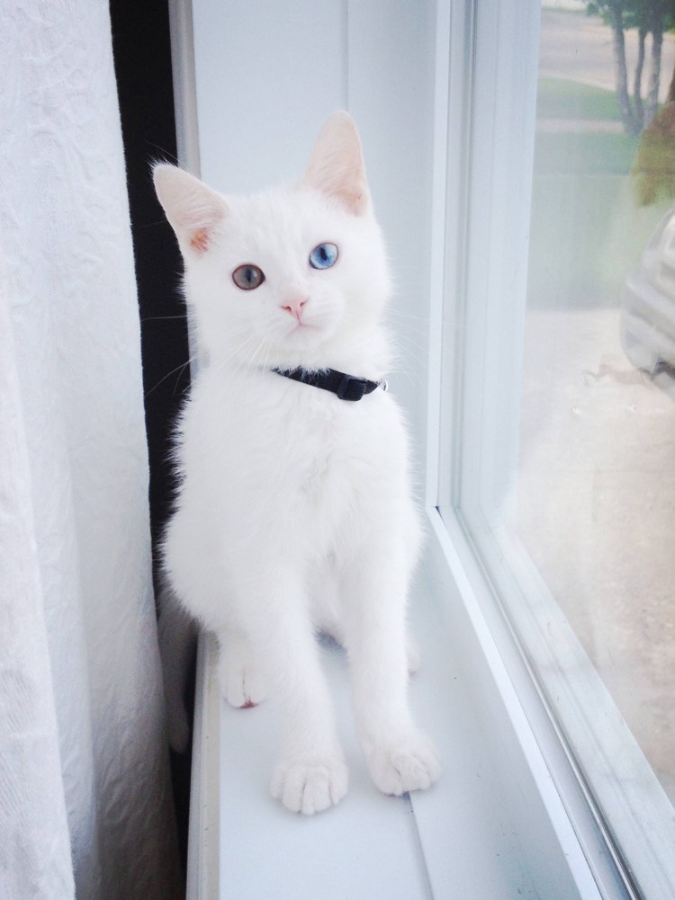 Тряпичная кукла белая котик