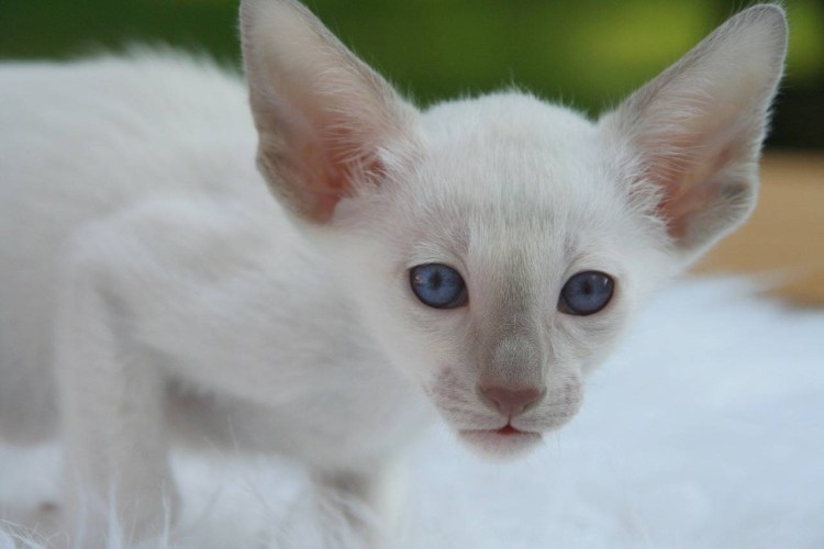 Белая кошка с рыжими пятнами