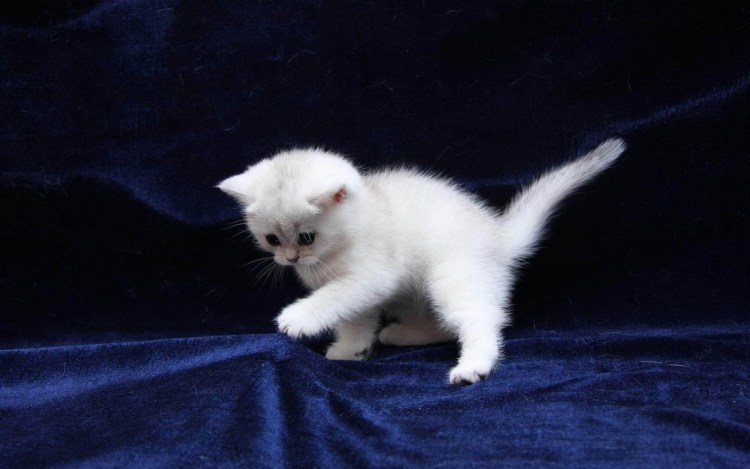 Белая кошка с пятнами