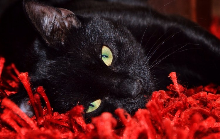 Черные коты