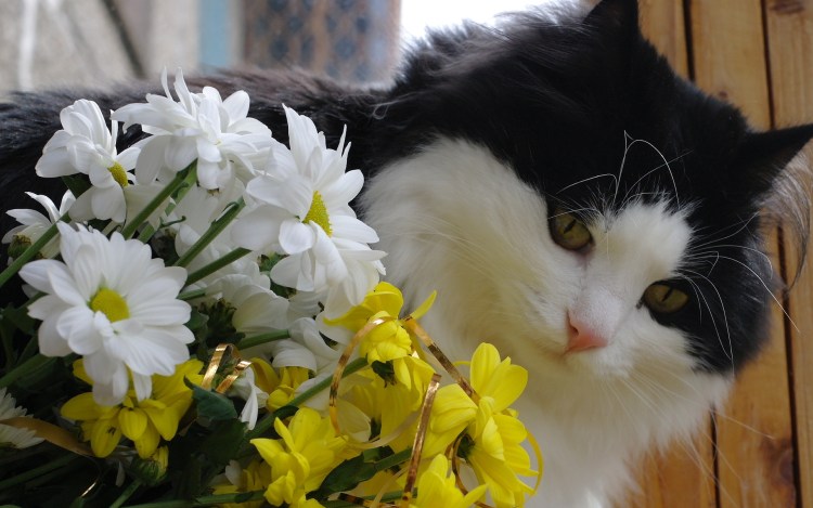 Котенок черно-белый