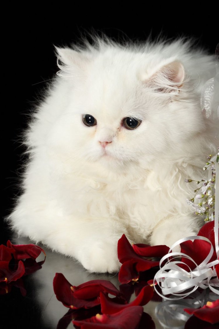 С днём рождения девушке