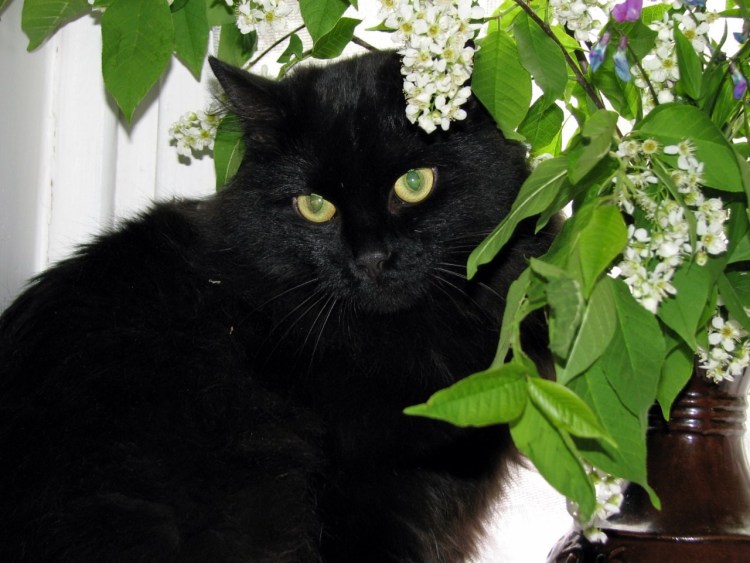 Весенний черный кот