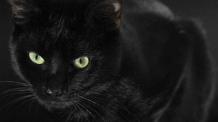 Коты Воители красный кот