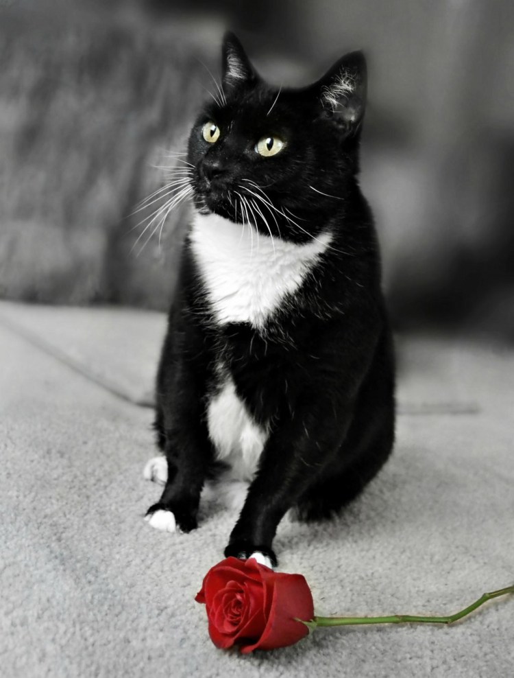 Тату черный кот эскизы