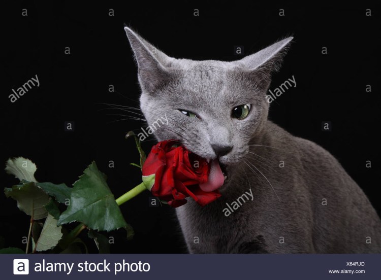 Черная кошка с красным ошейником