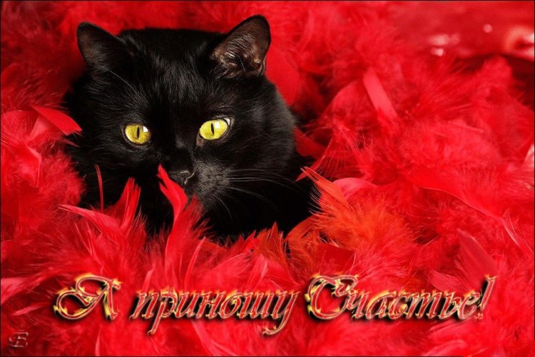 Кот на подоконнике