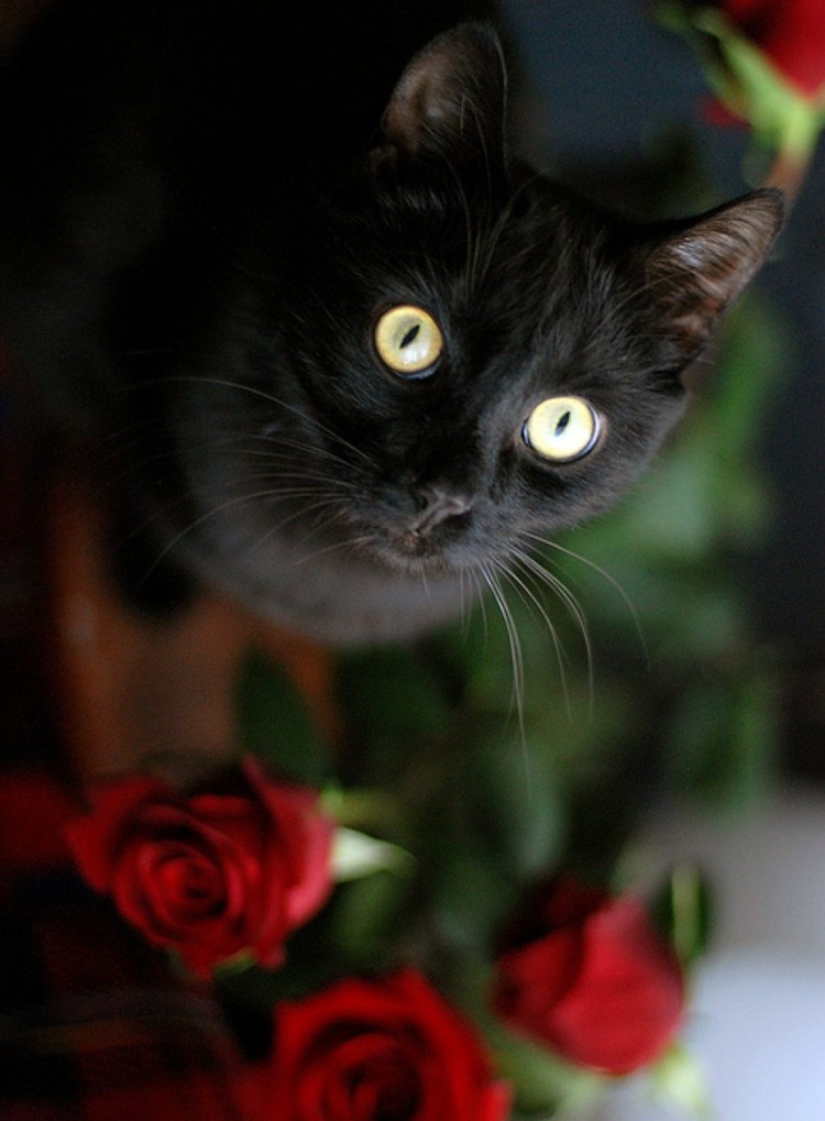 Кошка с букетом цветов