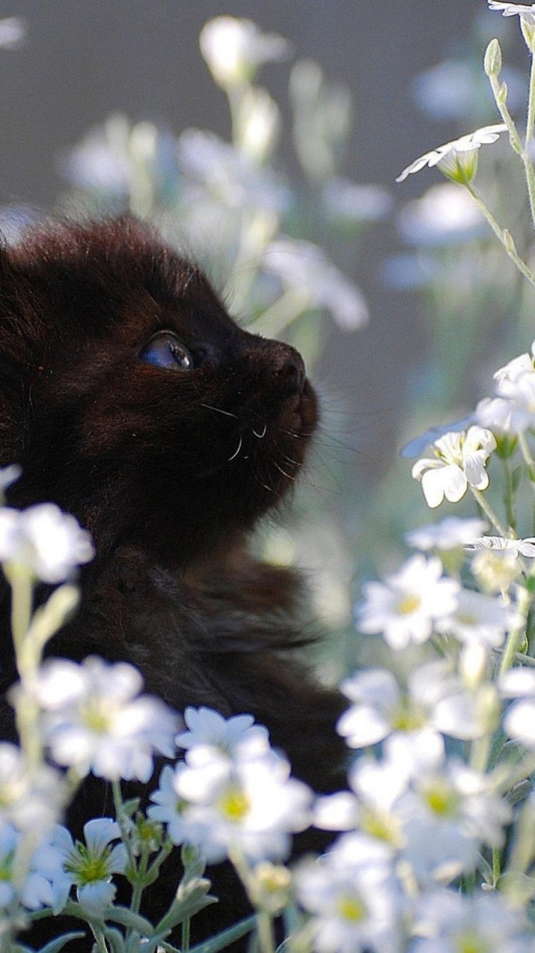 Два кота ночью