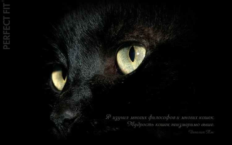 Чёрные коты Эстетика